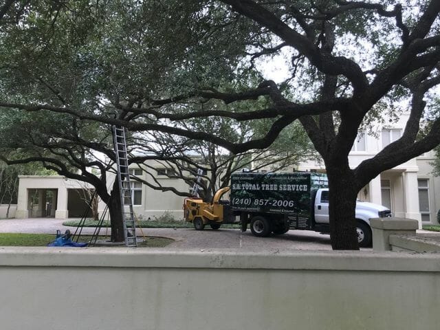 Tree Trimming Service San Antonio