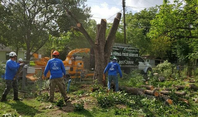Total Tree Removal Today San Antonio TX