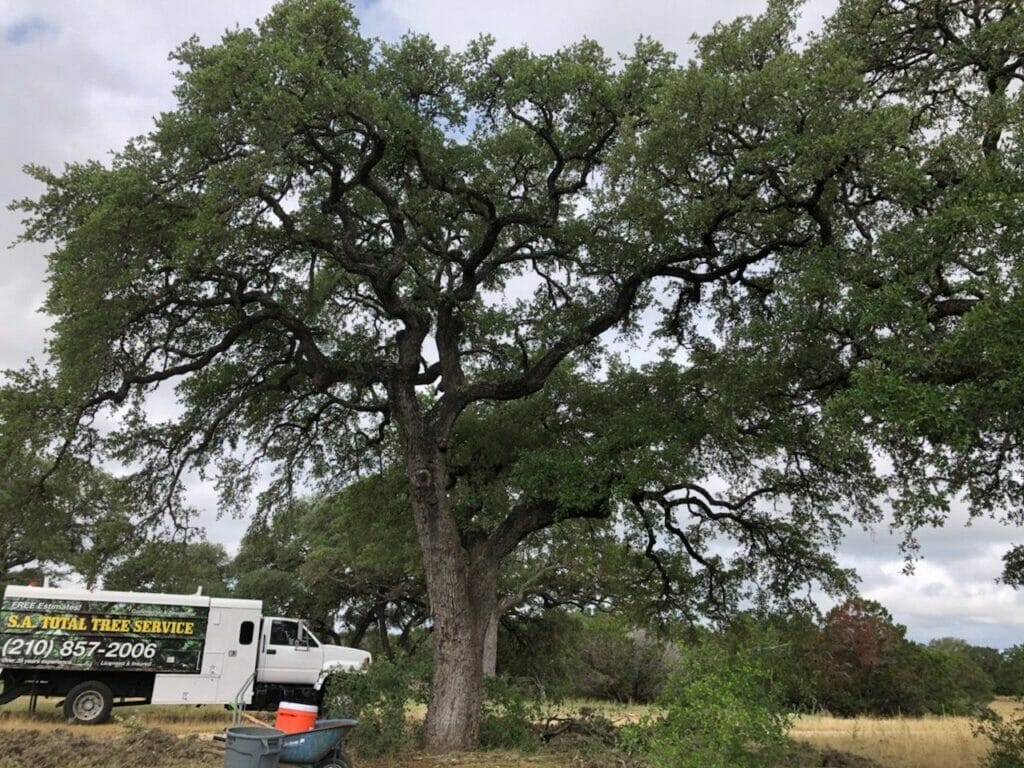 Tree Trimming company San Antonio