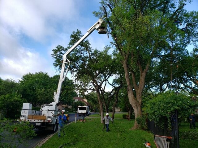Tree trimming service San Antonio
