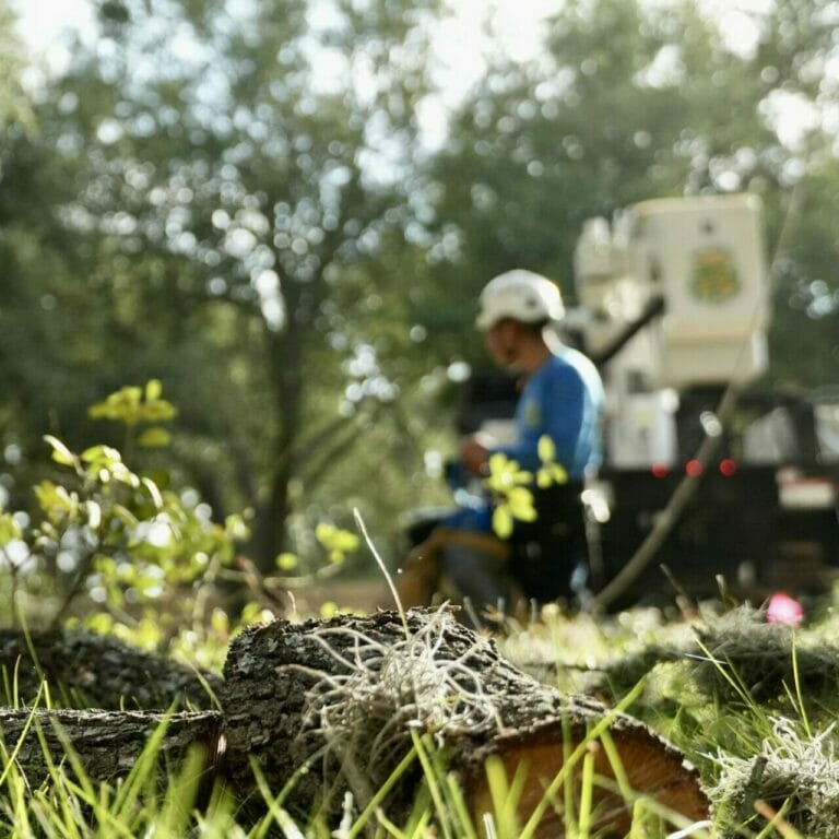 Tree Care Services in San Antonio