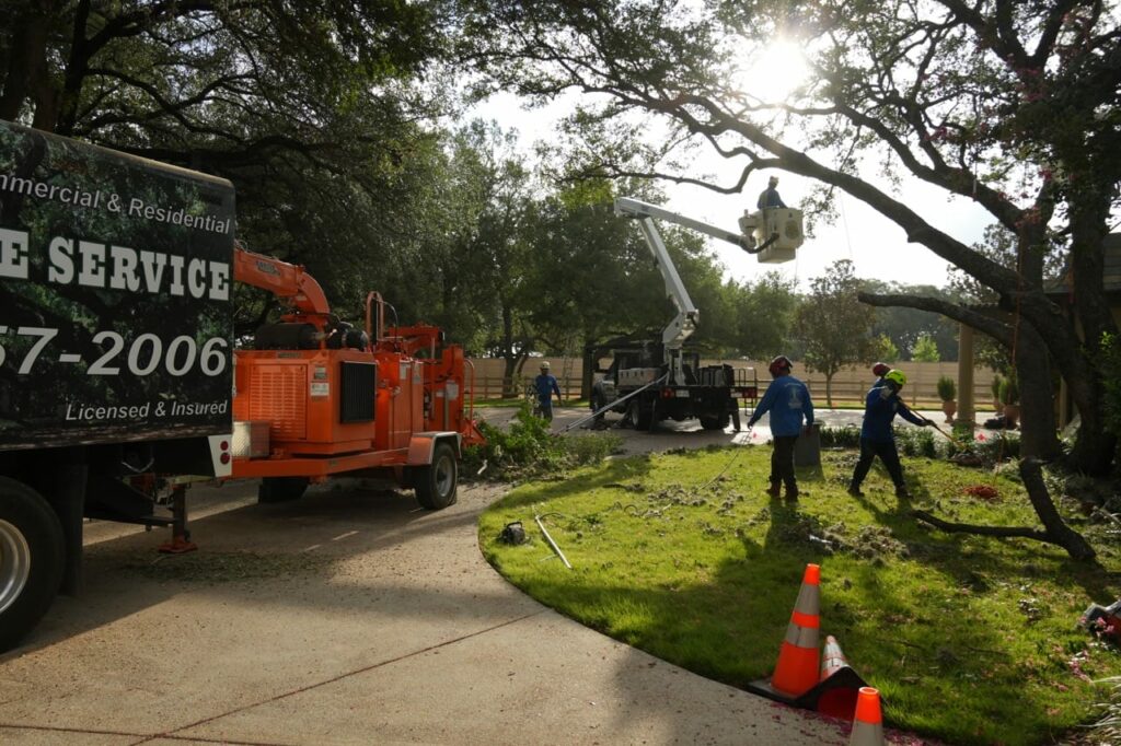 Tree trimming services in San Antonio Texas