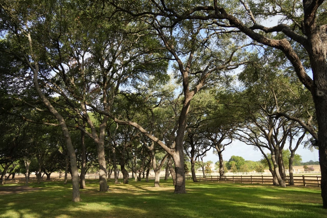 Tree trimming services in san antonio by sa total tree service
