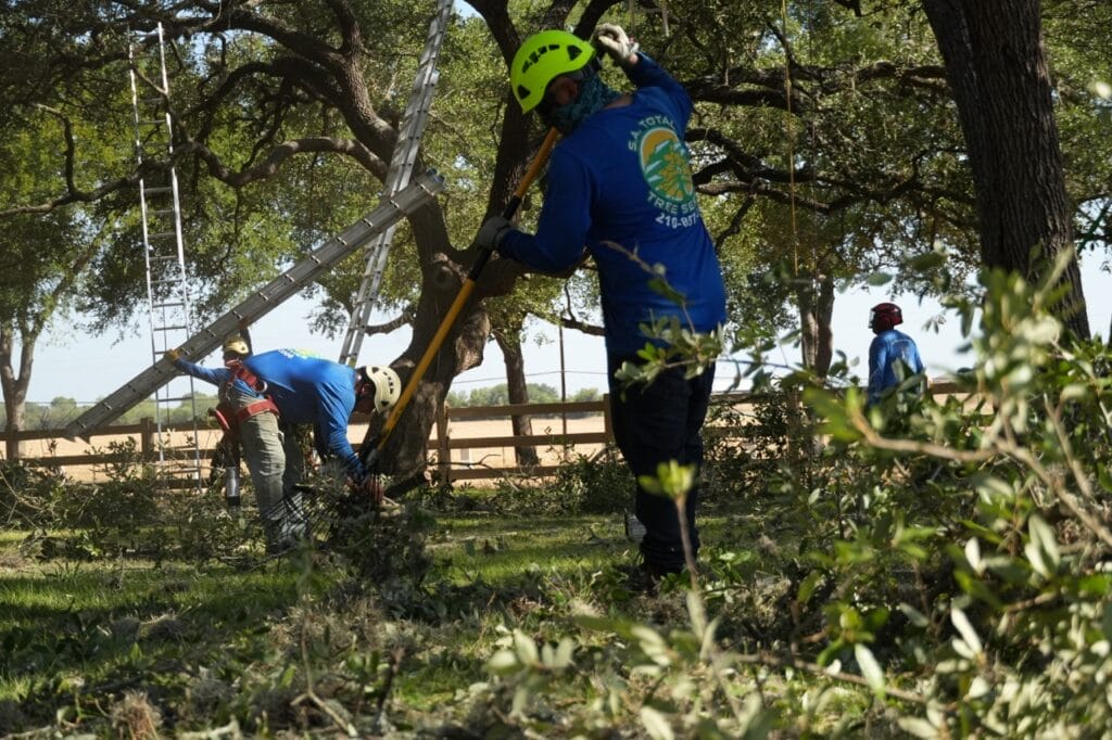 A san antonio tree service crew cutting down trees in a field.