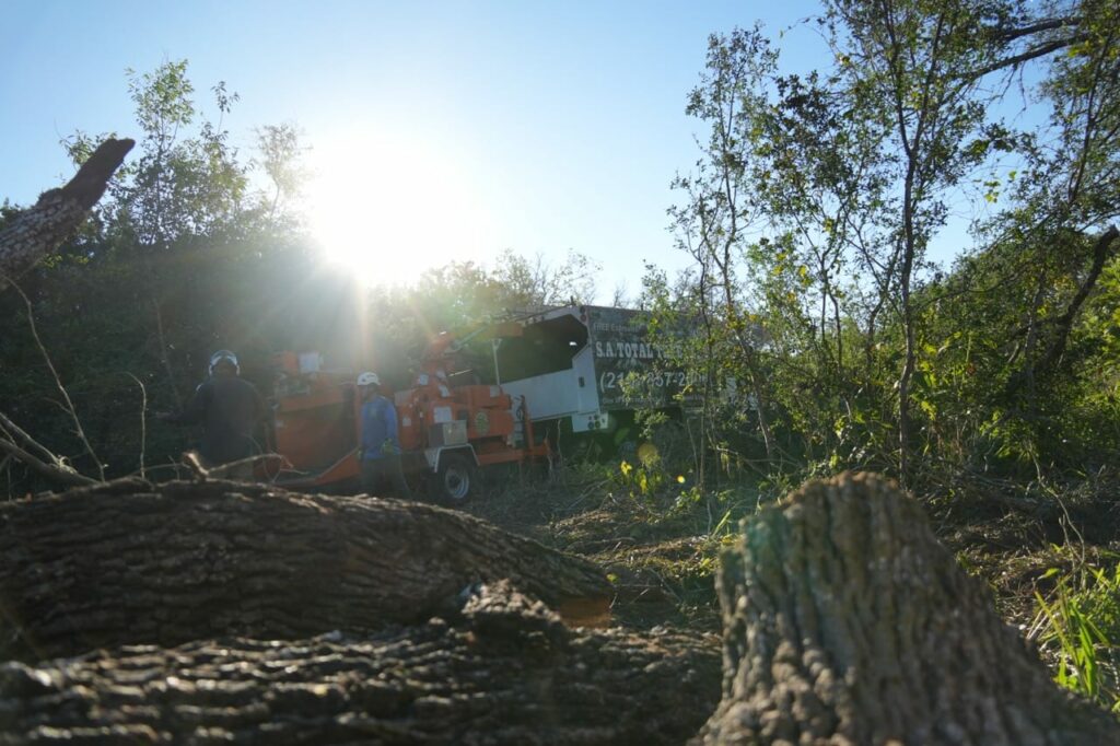 The sun is shining through the trees as a professional tree service company removes trees.