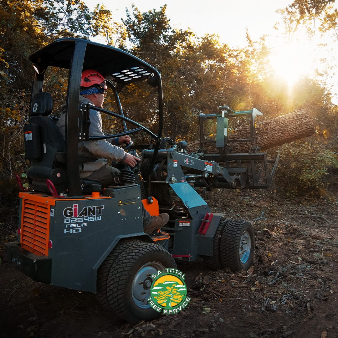 A worker from S.A. Total Tree Service tree care company operates a skid steer loader with a log grapple attachment in a wooded area during sunset.