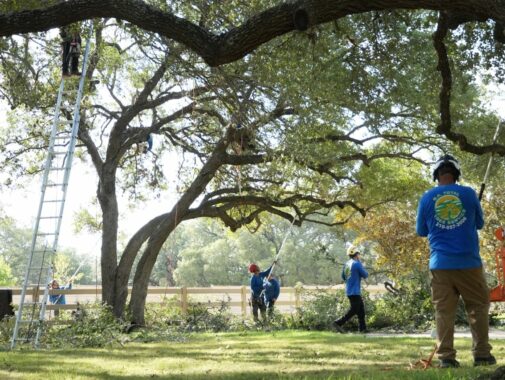 professional tree care services in san antonio by sa total tree service